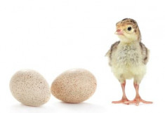 Инкубаторы для индеек